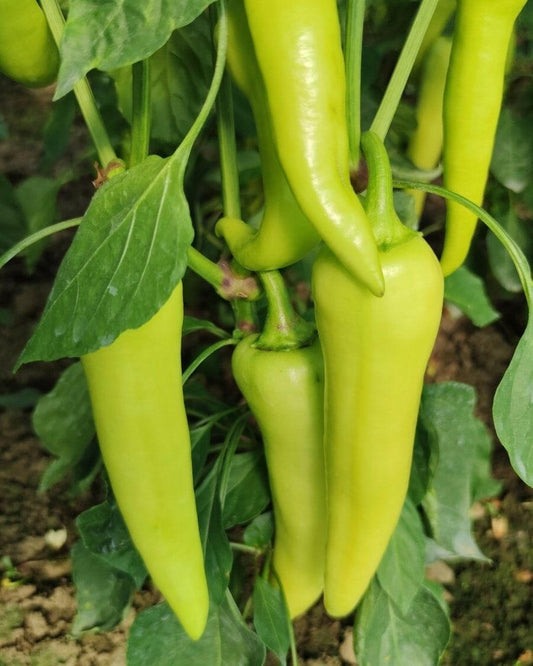 Paprika Blanketa 5g