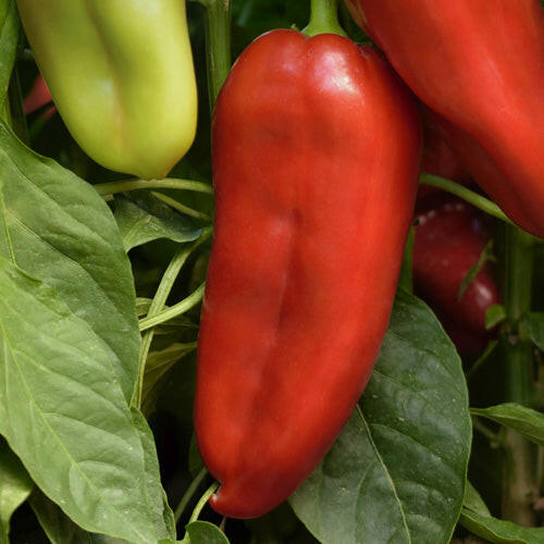 Paprika Belo uvo 10g