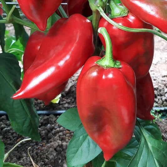 Paprika Nešina F1 1000 sem